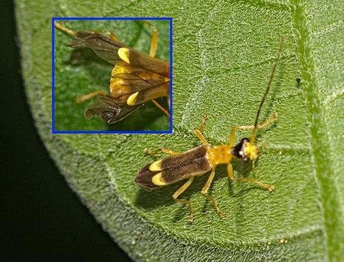 Malthinus flaveolus